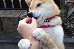 开云体育登录-欧冠式叙事下的骑士晋级，当篮球场响起淘汰赛的哨音