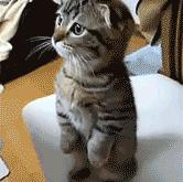 开云体育入口-审判日，东契奇后撤步三分划破抢七之夜