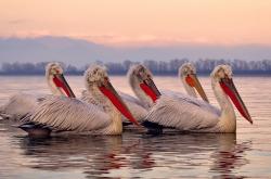 开云体育-NBA季后赛焦点战，乔丹之后首胜！开拓者4-2淘汰公牛，书写历史新篇