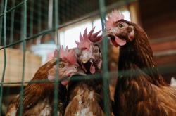 开云体育-意甲焦点战之夜，赛场上的小贾伦存在感拉满