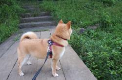 开云体育APP下载-锋刃与星辰的交错—当智利风骨在意甲之夜带走巴黎