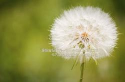 开云sport-当盐湖城爵士遇见辽宁飞豹，塔图姆的跨维度爆发