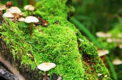 开云体育APP下载-钢铁城墙下的关键密钥，文班亚马助北京队锁死山西队