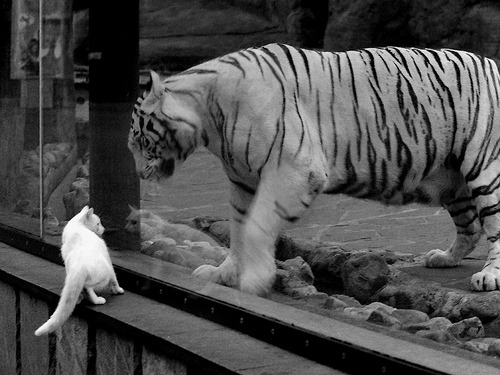 雷霆万钧破江潮，东契奇焰耀星河