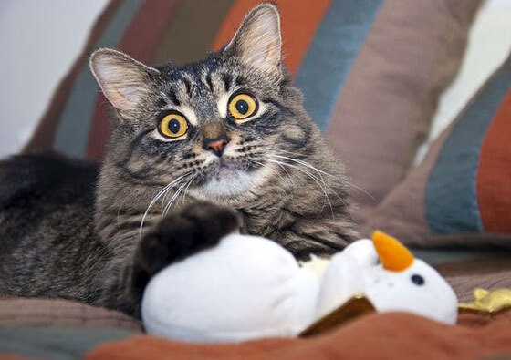 意外!威廉姆斯上演惊天翻盘,佩雷兹封神一战诠释何为赛道王者