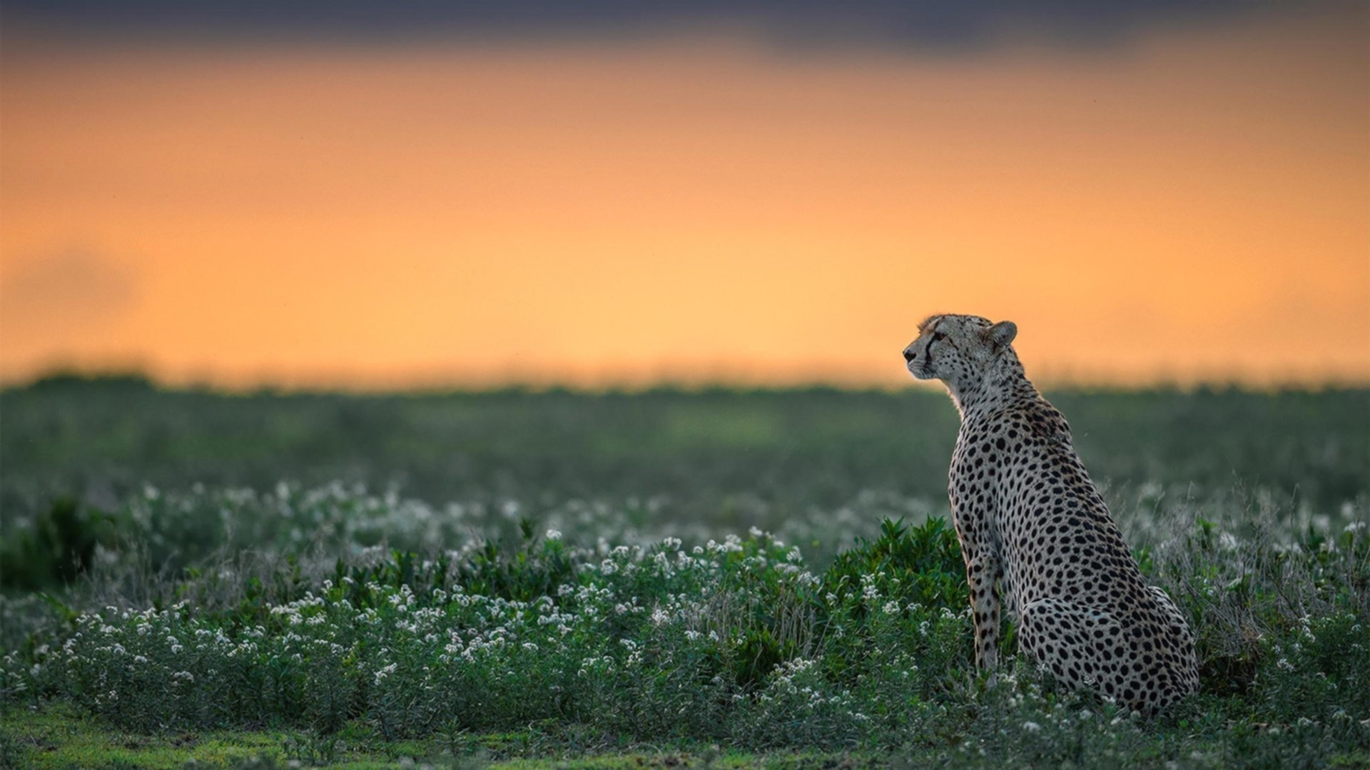 火锅沸腾新奥尔良，当四川蓝鲸绝杀鹈鹕，杜兰特在隔壁看笑了