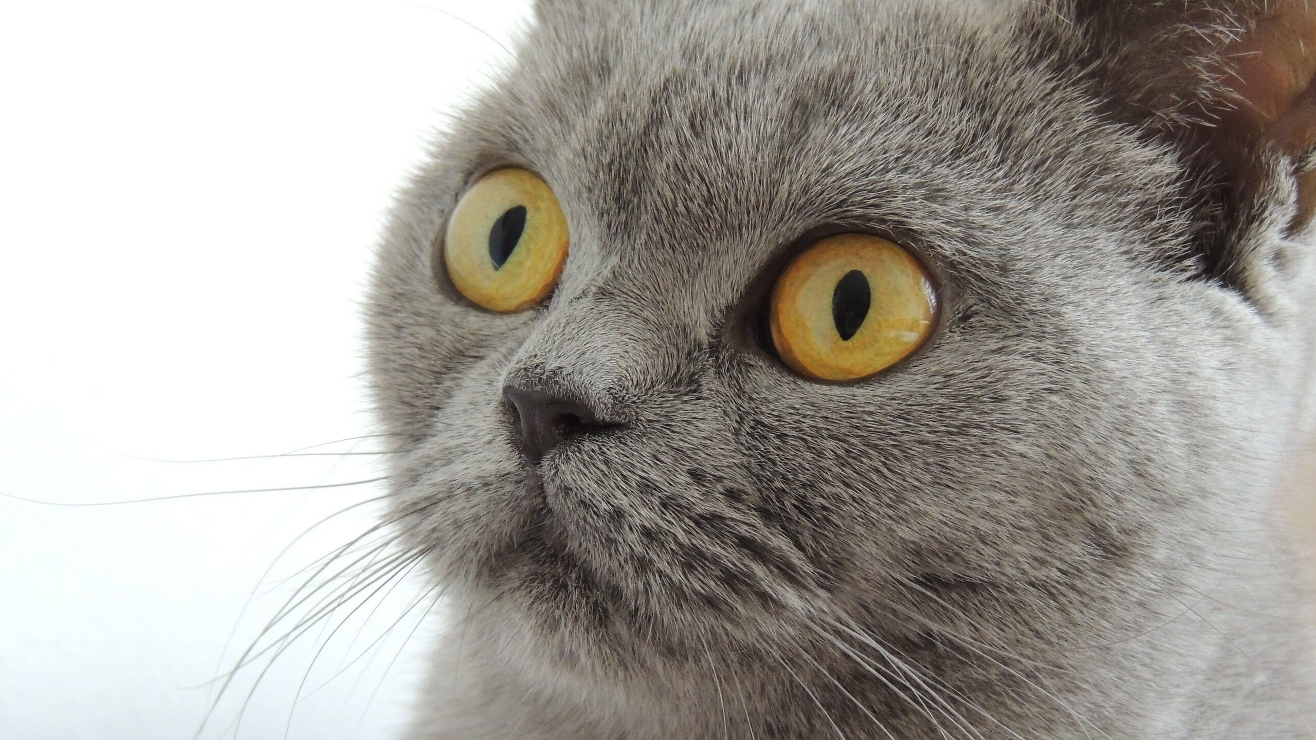 跨界接管,当皮克在巴林赛道复刻诺坎普奇迹