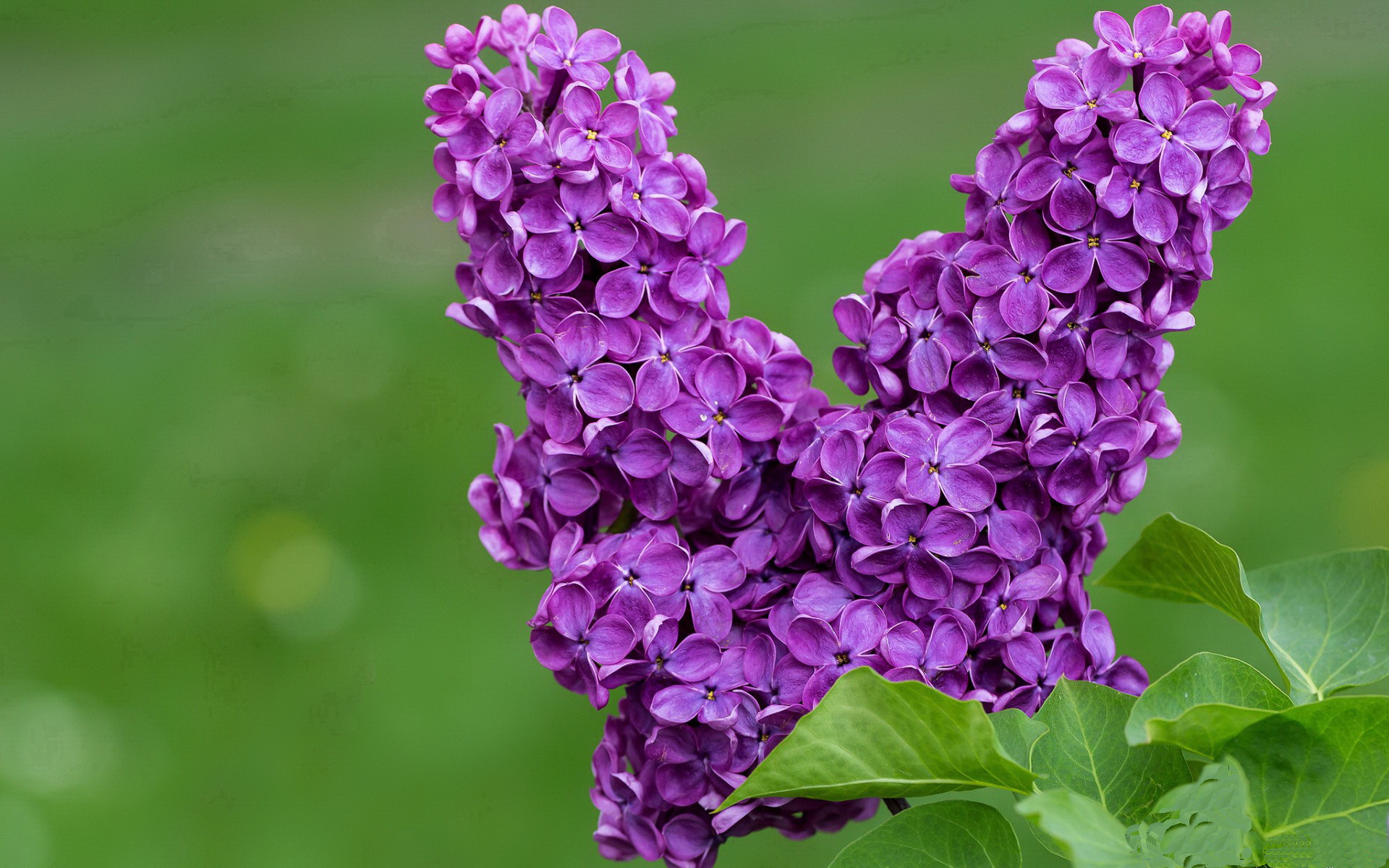 当安第斯雄鹰遇上北欧海盗,黄喜灿如何用NBA方式终结世纪对决