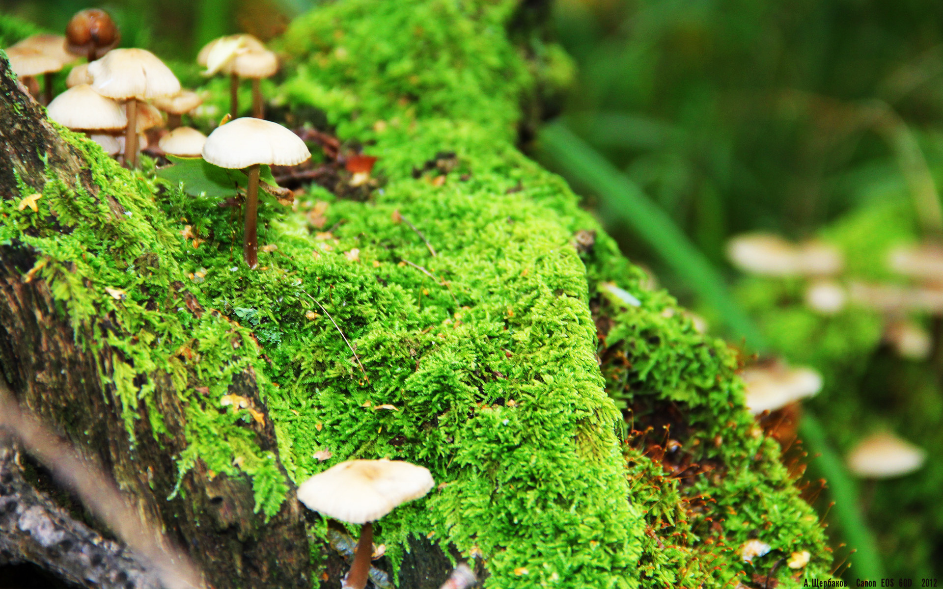 一锤定音！阿坎吉再演大场面先生，曼城读秒绝杀委内瑞拉式强敌