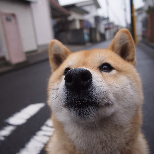 武切维奇最悲壮的告别，48分17篮板撕裂骑士防线，却逃不过公牛被淘汰的宿命