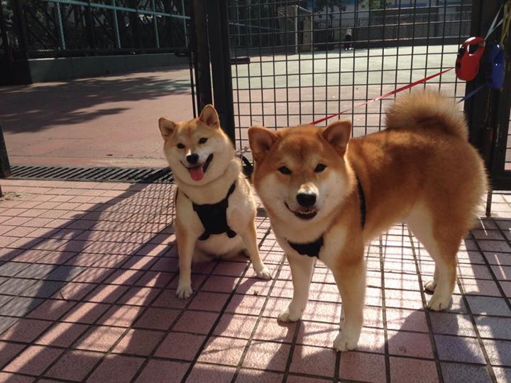 鹈鹕强压火箭,德罗赞刀锋舞步掌控比赛节奏