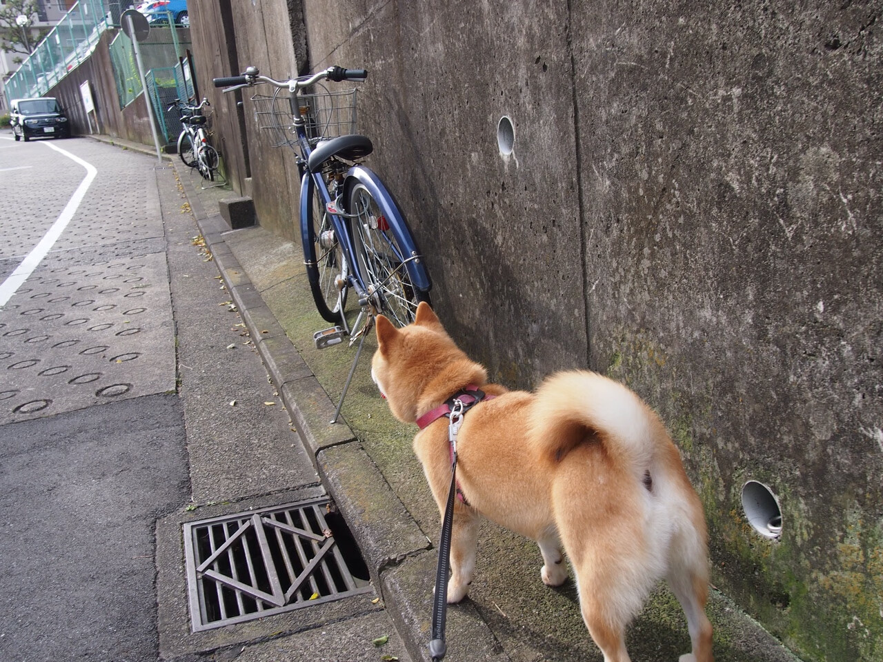 惊艳世界！非洲新王诞生，凯塞多一役封神，尼日利亚绝境中看到未来