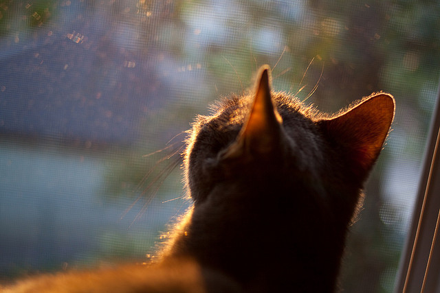 血脉贲张与冷门迭起，足球世界中的冰与火之歌