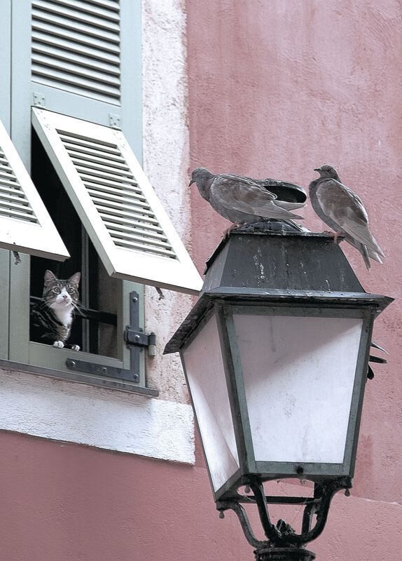 梅西的杀伤力与尼斯的丹麦节奏,足球世界的双重奏