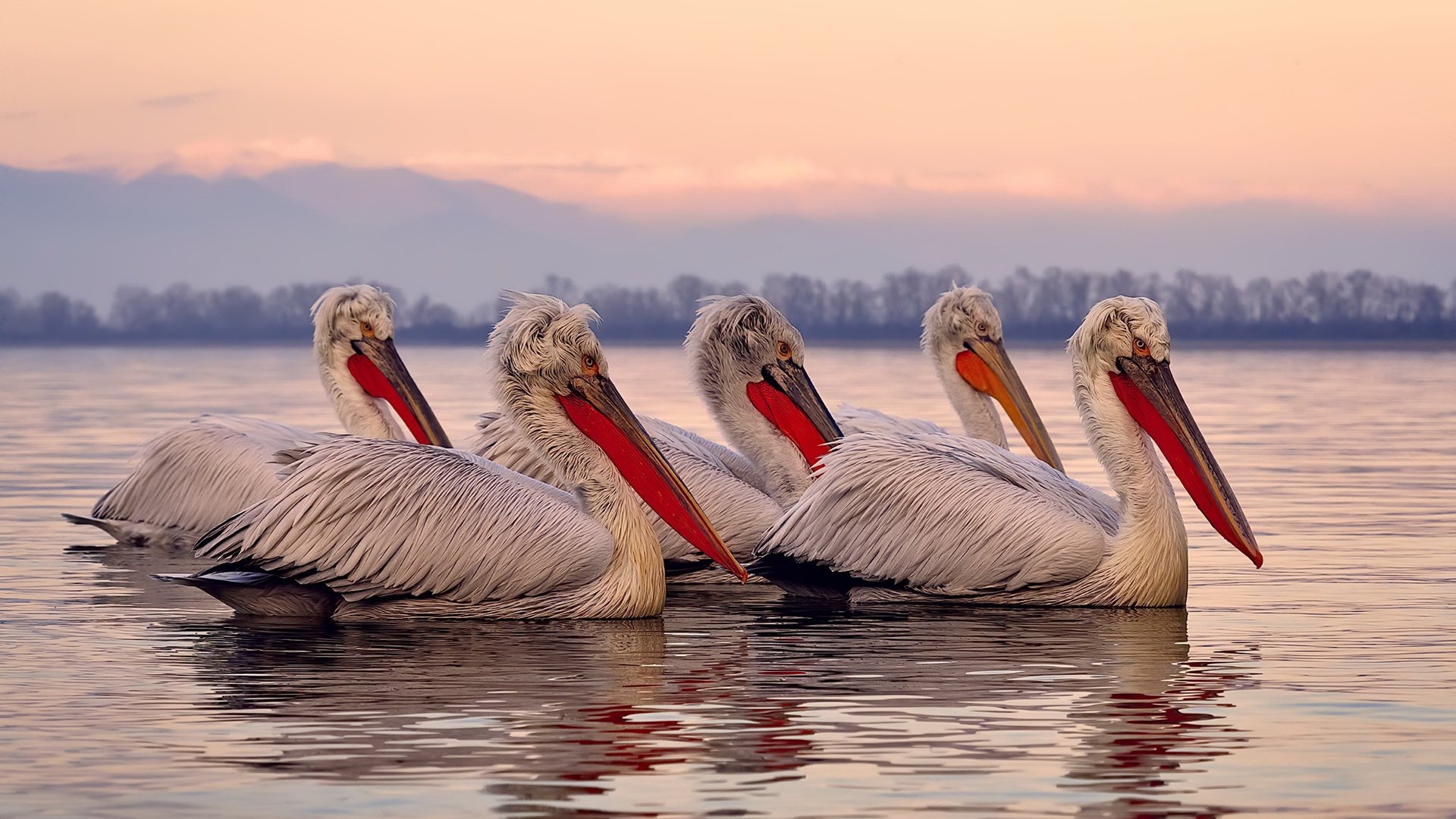 NBA季后赛焦点战,乔丹之后首胜!开拓者4-2淘汰公牛,书写历史新篇