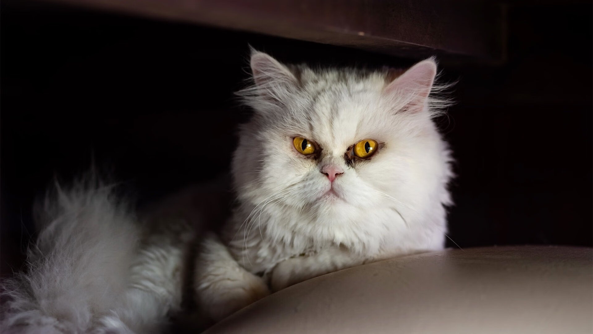 双城记，西甲国家德比的焦点战与快船横扫广东队的篮球盛宴