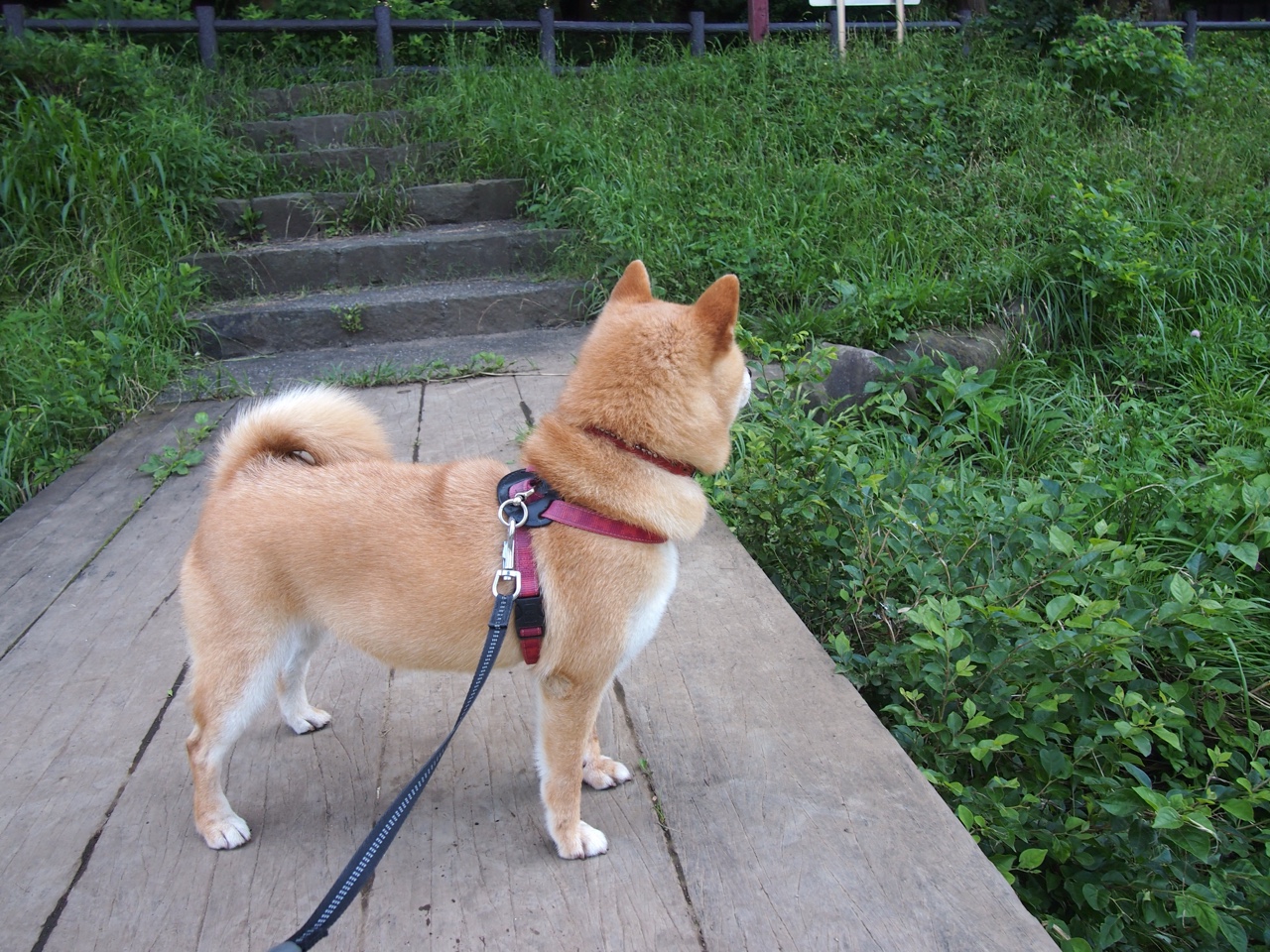 锋刃与星辰的交错—当智利风骨在意甲之夜带走巴黎