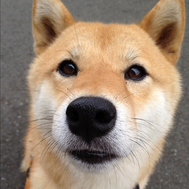 开拓者掀翻步行者,哈利伯顿在美加墨世界杯的接管之旅