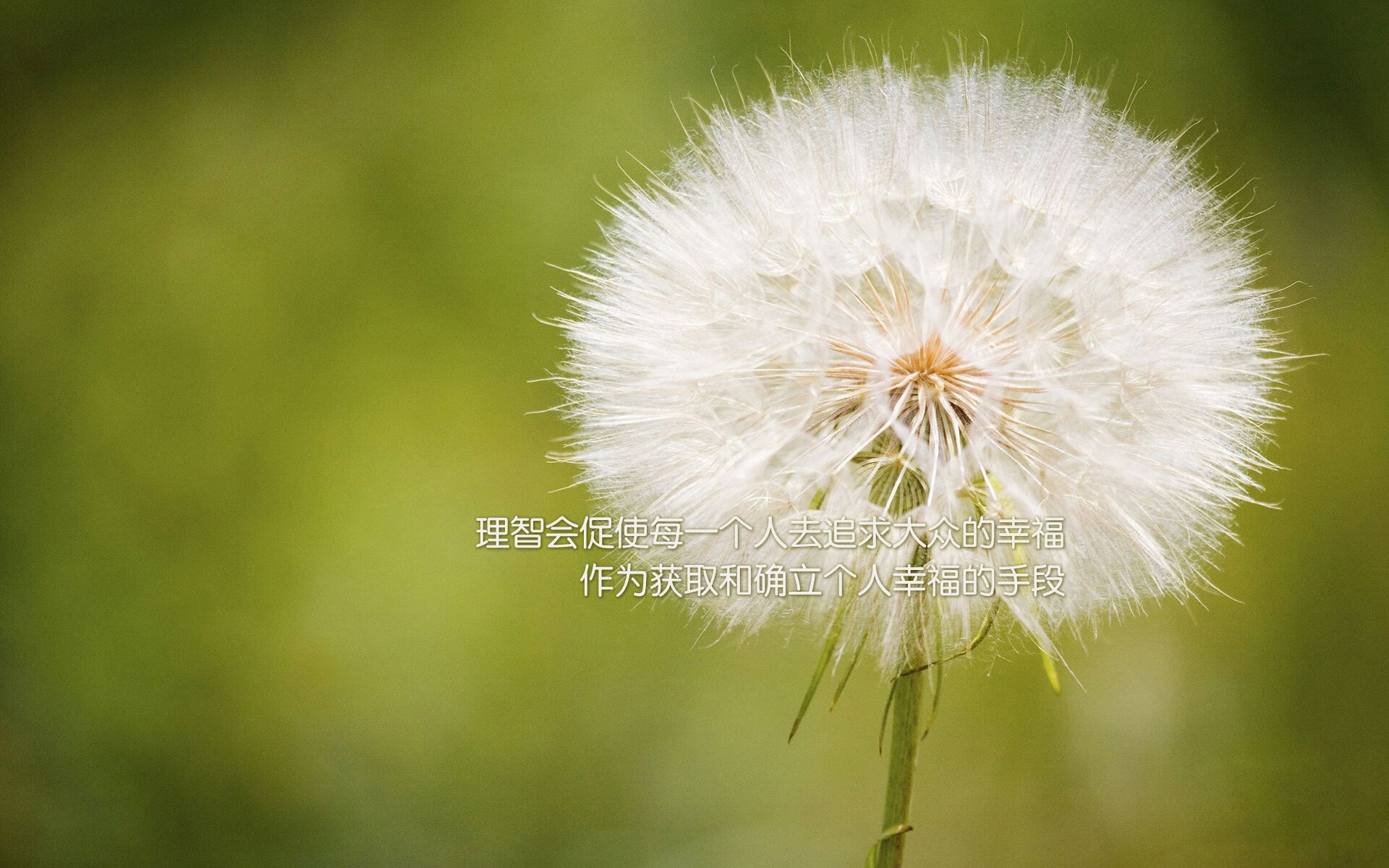 当盐湖城爵士遇见辽宁飞豹，塔图姆的跨维度爆发