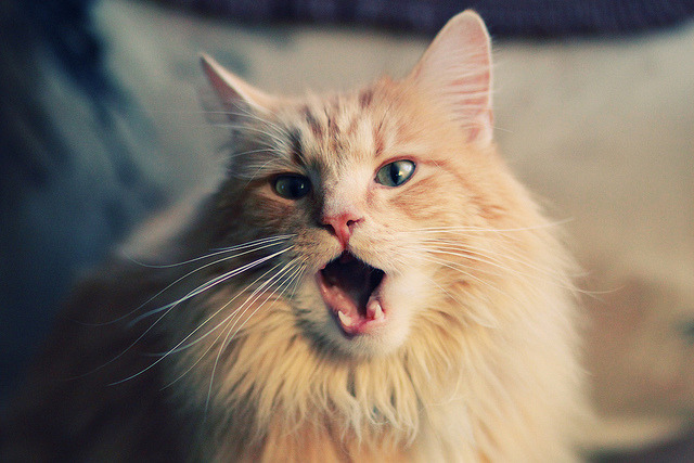 终章与序曲，欧冠之夜，切特的三次心跳改写历史