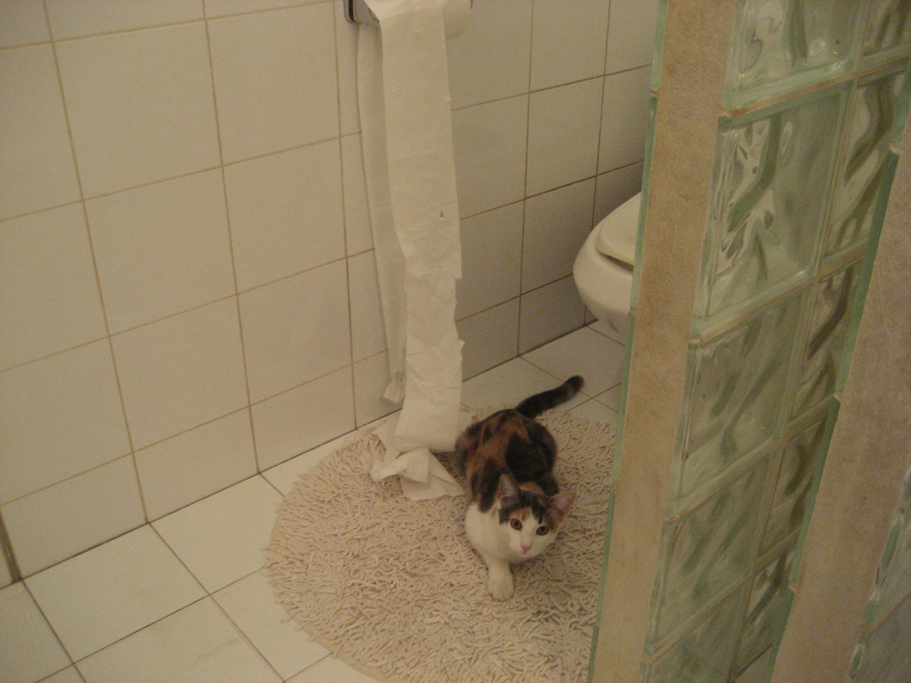 纽约之心与萨克拉门托的试炼,武切维奇如何在巅峰对决中重塑比赛法则