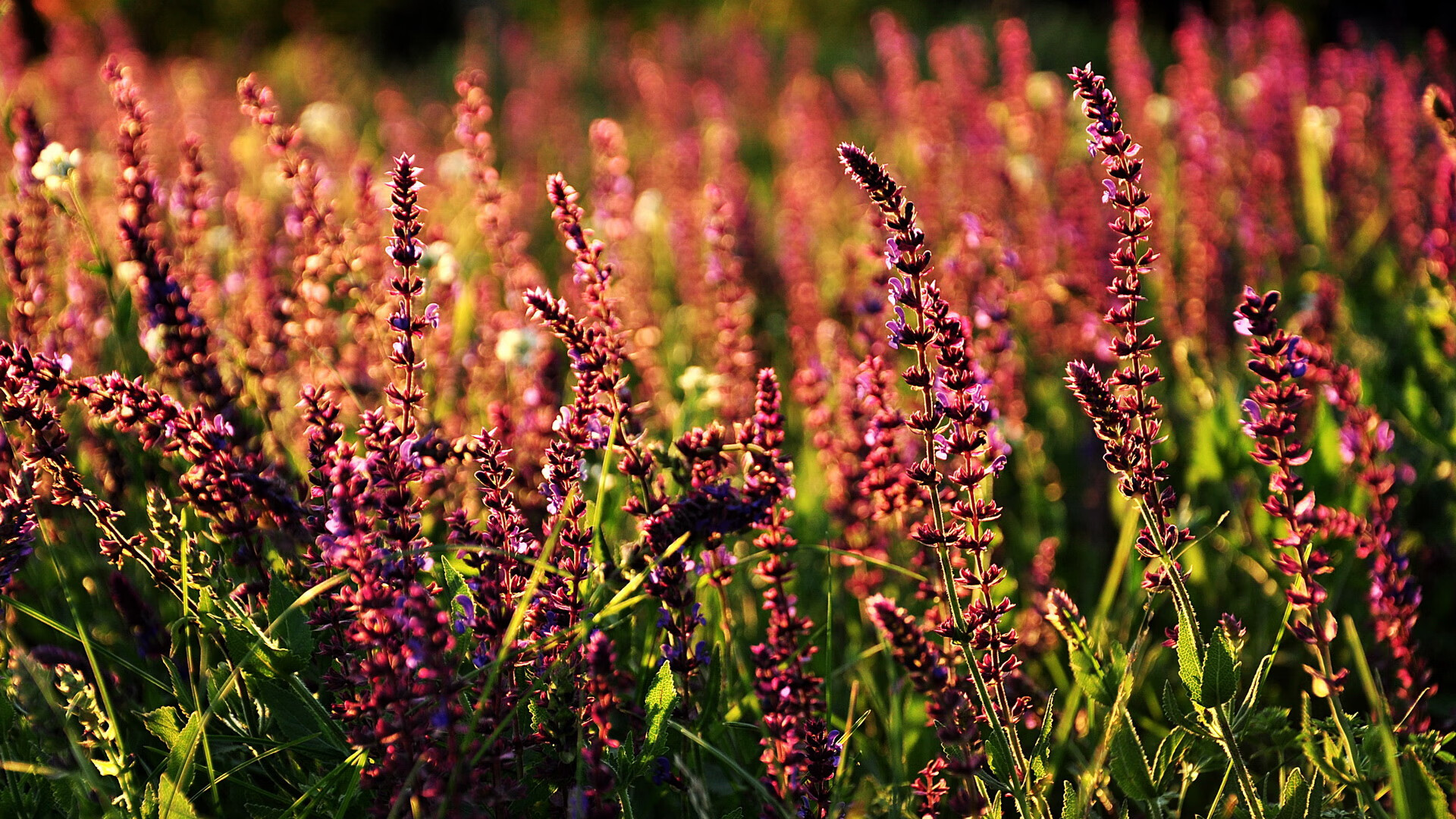 当NBA之夜被冠以欧冠之名，杰伦·格林个人能力如何照亮篮球的淘汰赛时刻