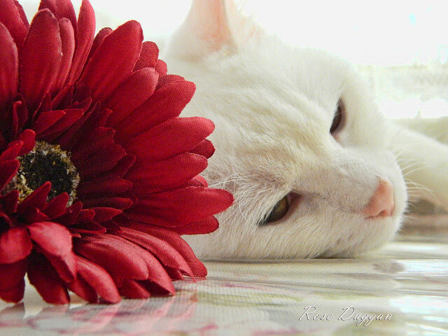 巨人杀手的诞生，上海队掀翻马刺，切特成关键先生