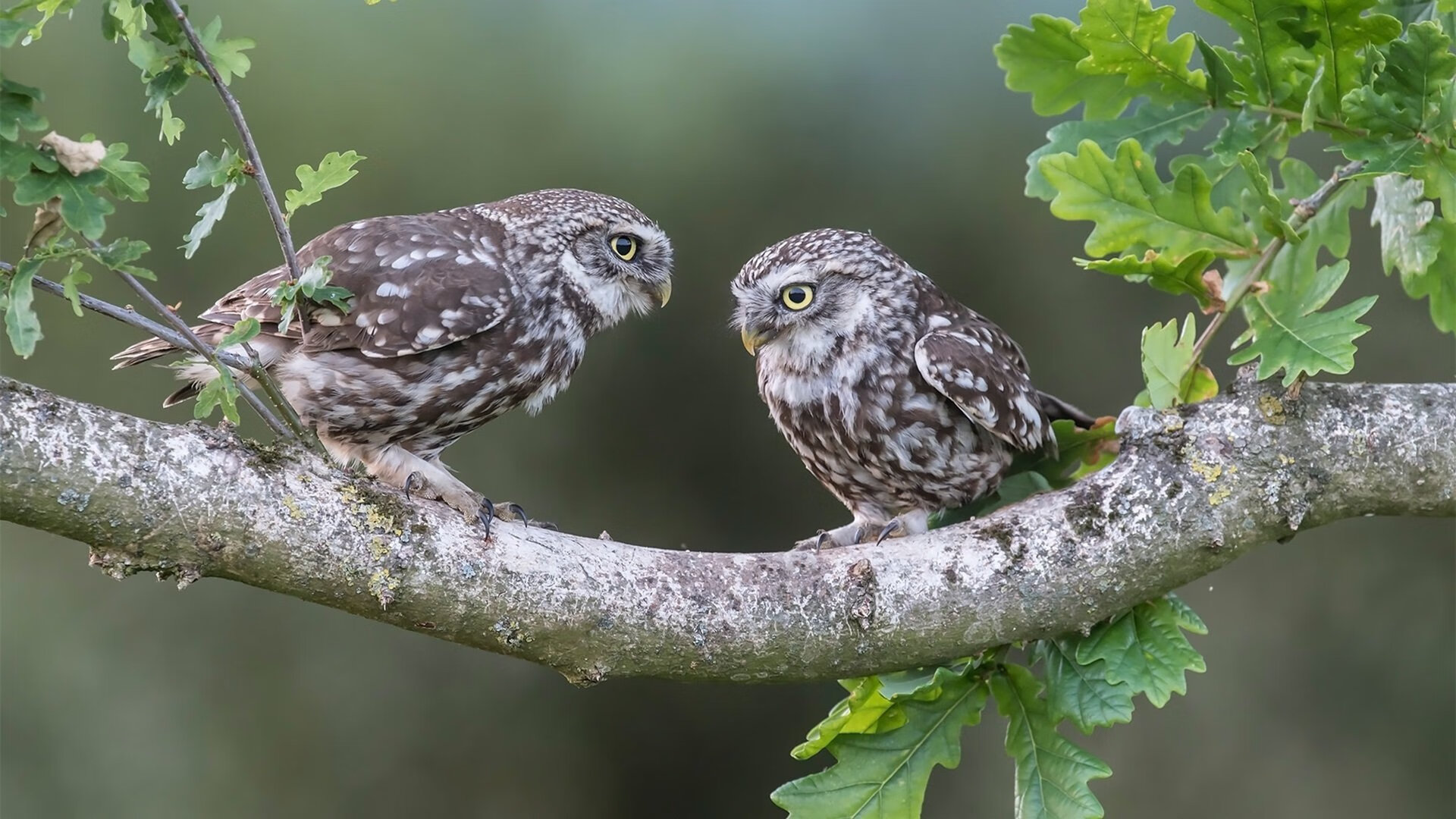 紫禁城穹顶下的戈氏铁幕，当戈贝尔统治全场，北京队如何制霸奇才