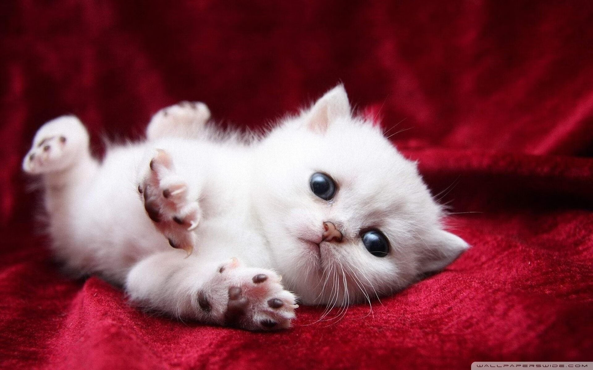 1，库里17米绝命三分改写剧本！步行者强行终结尼克斯三连胜美梦2，从金州到纽约的拯救者，史蒂芬·库里如何用一记不可能的投篮强行终结尼克斯