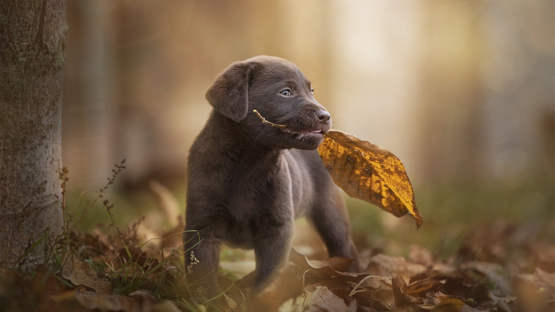 红与橙的交响,当卢卡库在国家德比中加冕,荷兰在荆棘路上重生