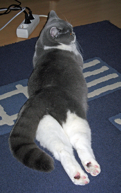 亚特兰大蓝，穿越时空的胜利，当亚平宁的匕首刺穿斗牛士的华袍